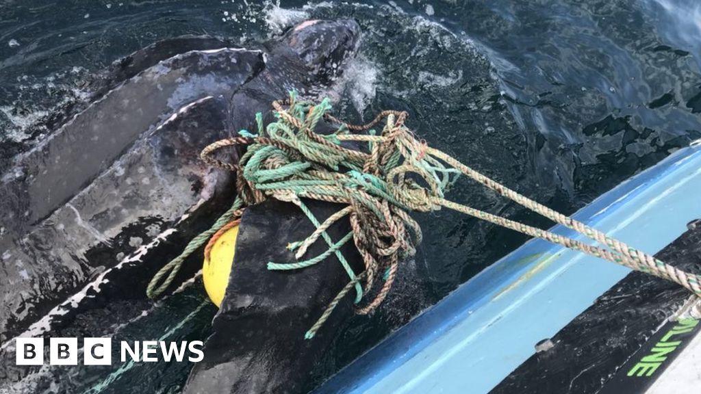 Turtle Found Dead With Fishing Line Tangled Around Its Throat
