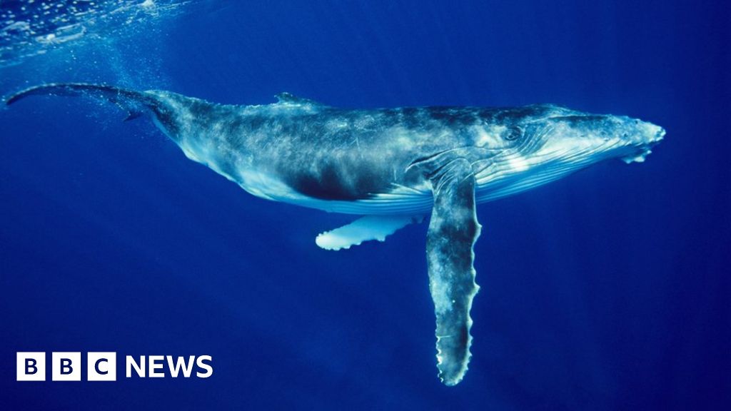 Ningaloo Reef: Woman injured by humpback whale at Australian tourist spot