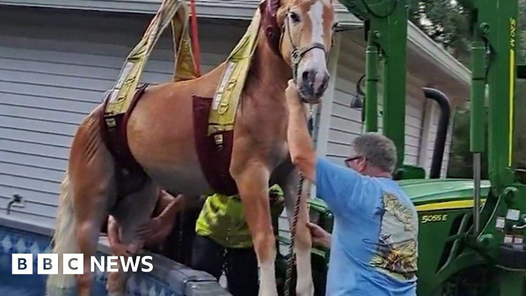Watch: Stuck horse rescued from Florida pool