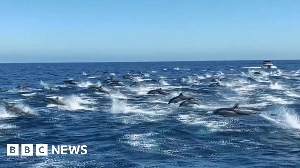 Dolphin stampede wows whale watchers