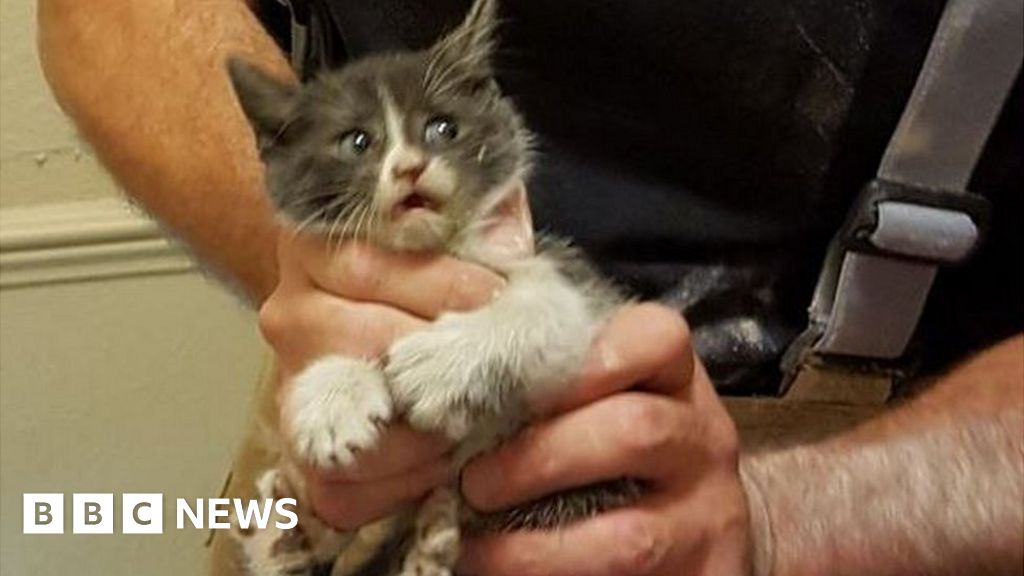 Kitten rescued from hotel in a 'hole' lot of trouble BBC News