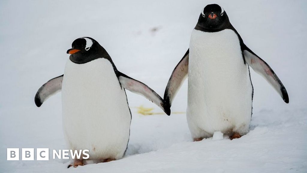 Gentoo penguins are four species, not one