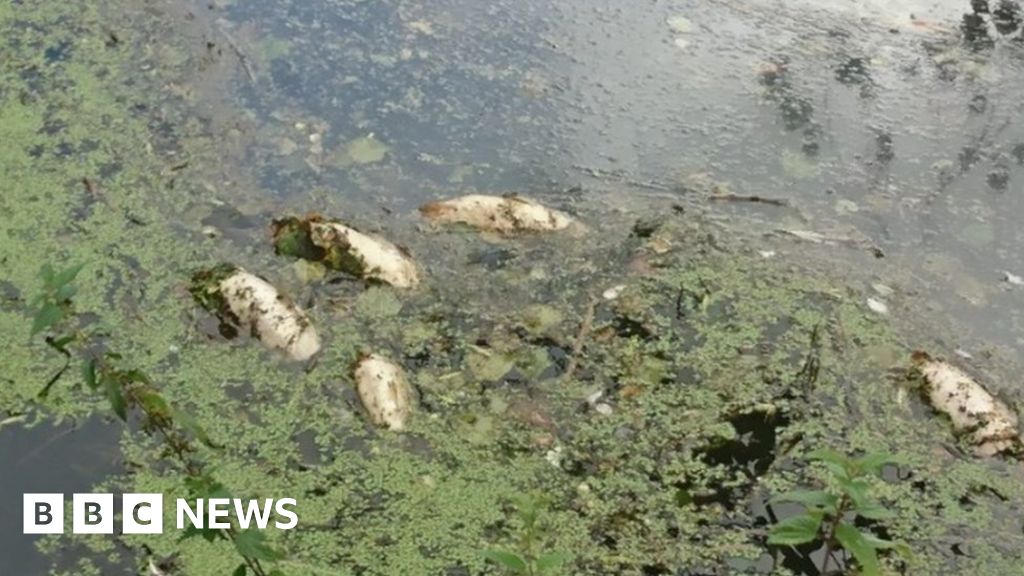 River Frome inquiry after 100 fish die in slurry spill