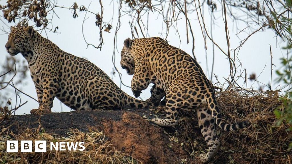 Wildfires disproportionately affected jaguars in the Pantanal