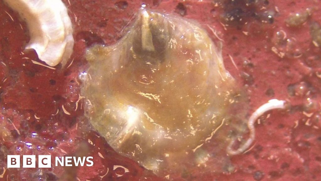 Baby oyster found in bid to boost Solent stocks BBC News