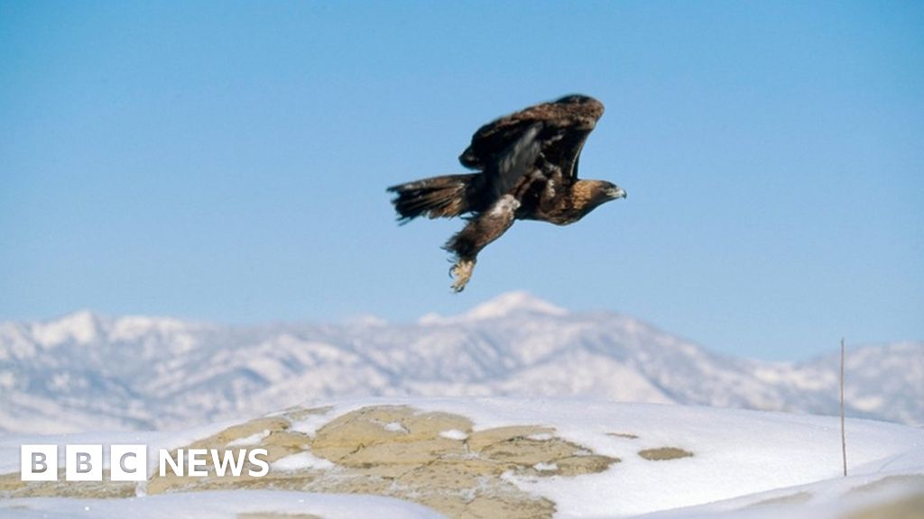 Golden Eagle Migration Out Of Sync With Climate Change Bbc