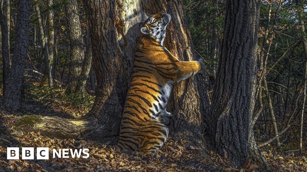 hidden-cameras-hugging-tiger-wins-wildlife-photo-award