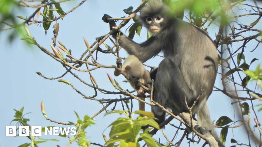 newly-discovered-primate-already-facing-extinction