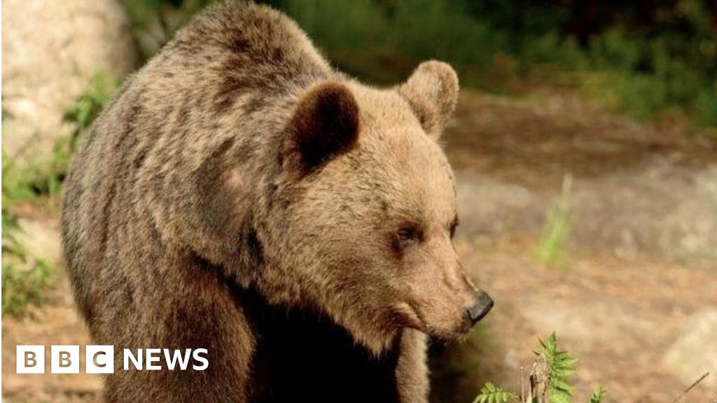 Bear with 3 Cubs Captured Weeks After Deadly Attack on Hiker in Italy