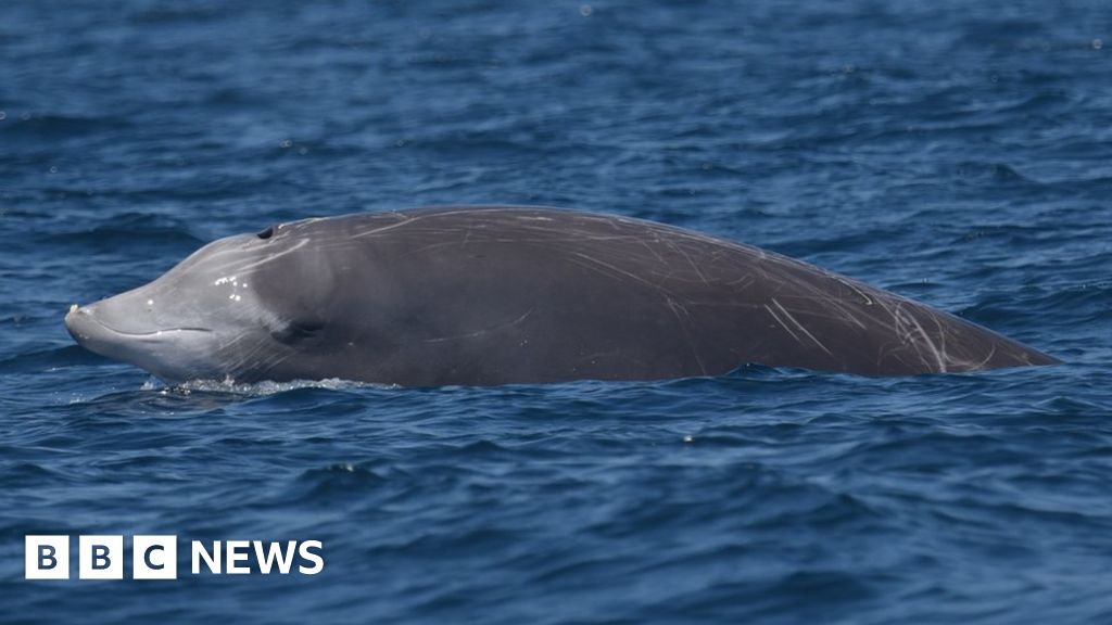 Mysterious beaked whale smashes mammal diving record