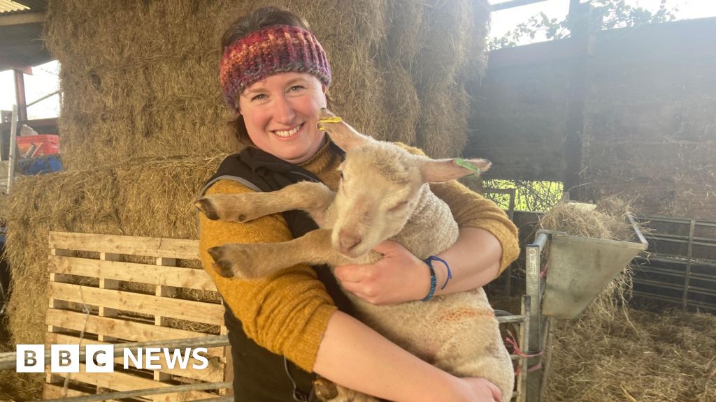 North Somerset sheep farmer 'heartbroken' after dog attacks 