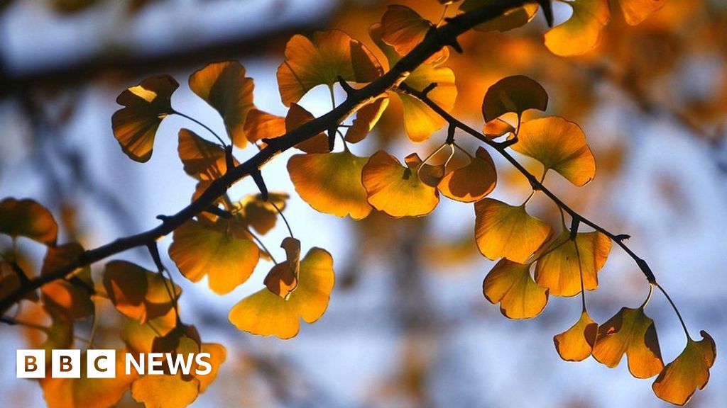 Secrets of '1,000-year-old trees' unlocked - BBC News