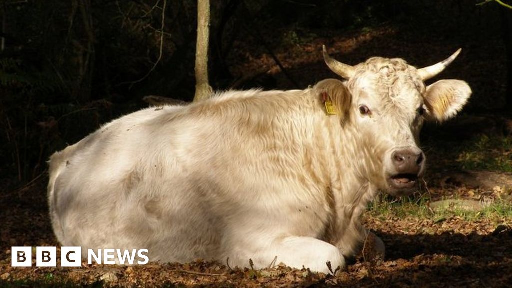 Are longhorn cattle dangerous uk