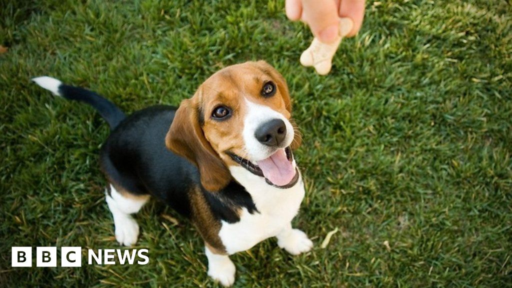 How the dog biscuit became a million dollar idea thumbnail
