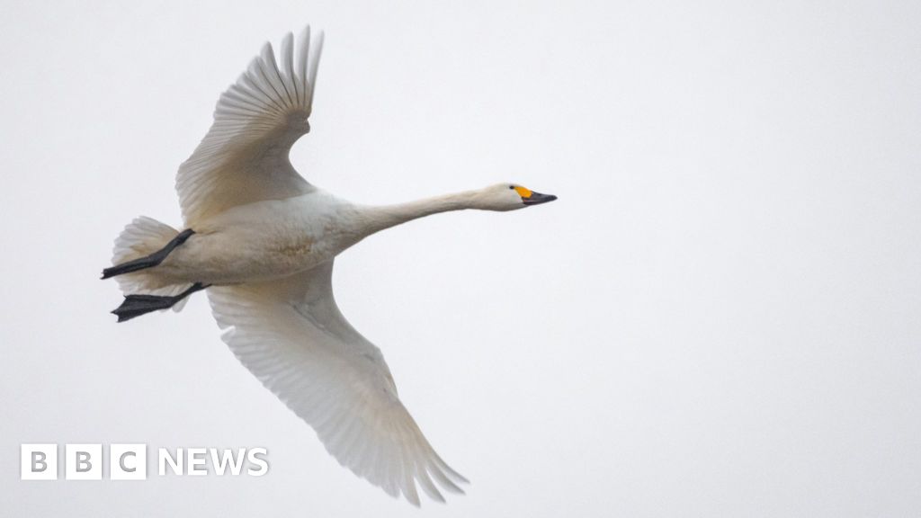 Climate change: Fewer wild swans returning to UK in winter