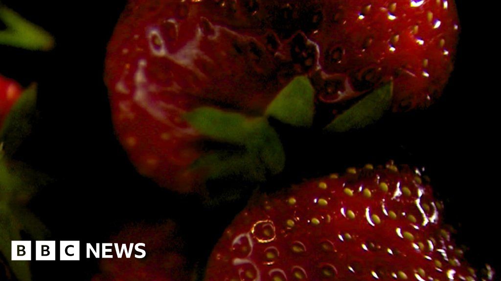 The plan to grow strawberries inside shipping containers BBC News