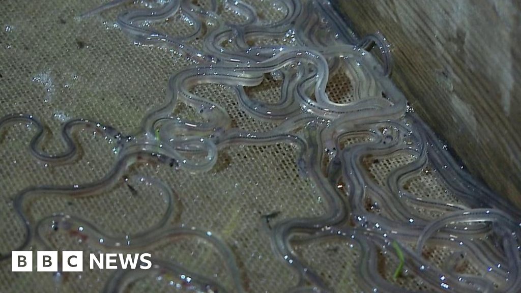 These baby eels from the River Severn make millions for slippery