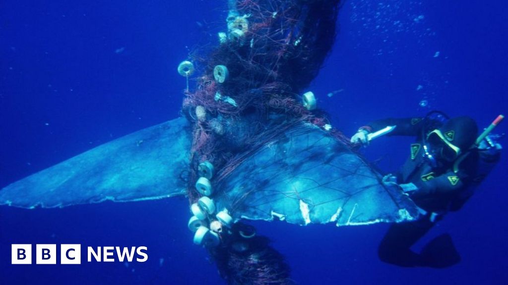 rescuing-whales-on-australia-s-humpback-highway