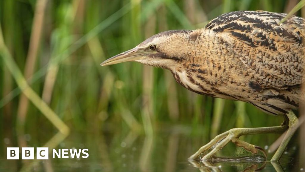 Bitterns: Britain's loudest birds are booming once again - BBC News