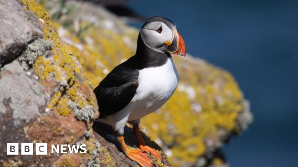 Stay on this stunning island for free... if you're willing to count puffins