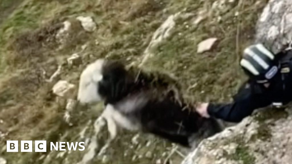 Rescuer saves jumping sheep from Great Orme cliff ledge