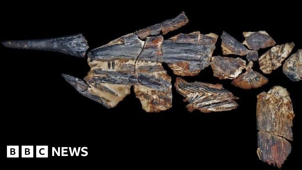 Dinosaurera 'swordfish' discovered in outback Australia BBC News