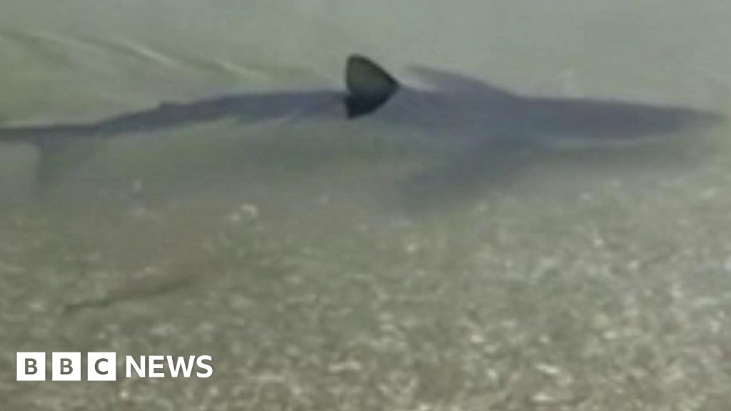 Cornwall fears for shark in shallow water off beach