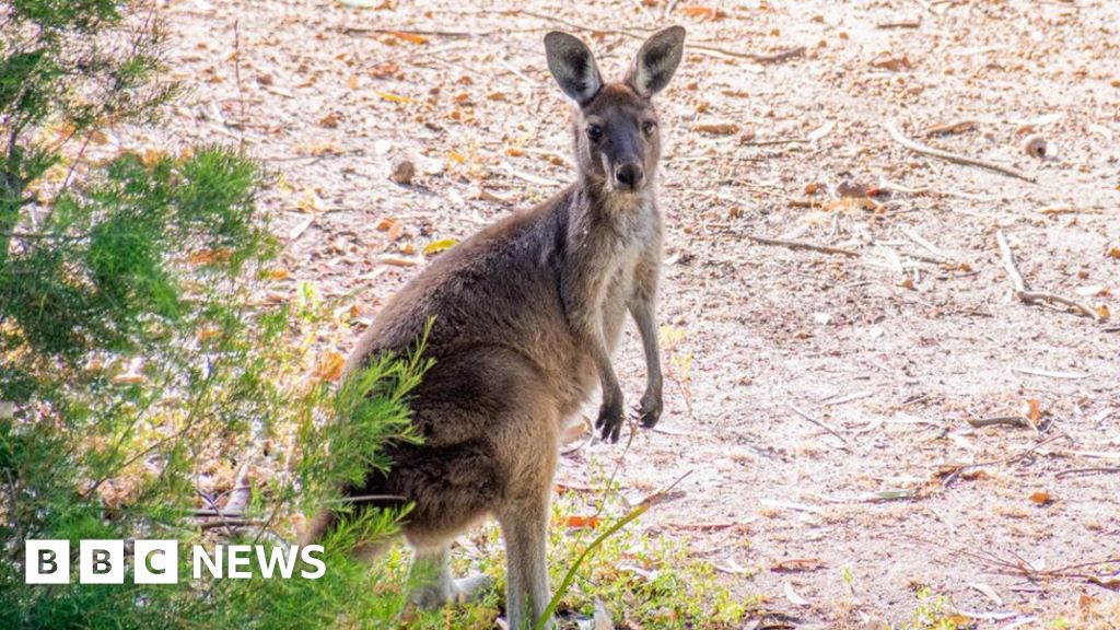 Wolf 'snatches pet kangaroo' from Belgium hom thumbnail
