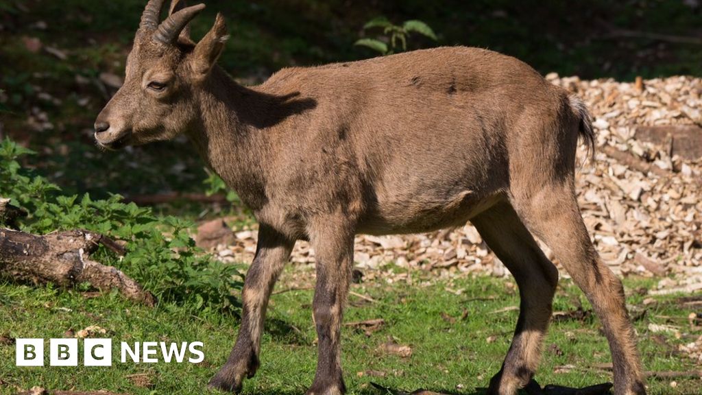 Escaped Paignton Zoo horned goatantelope back with herd