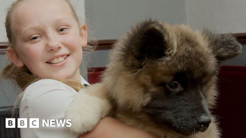 Owners of stolen Akita puppy Rosco posed as buyers - BBC News