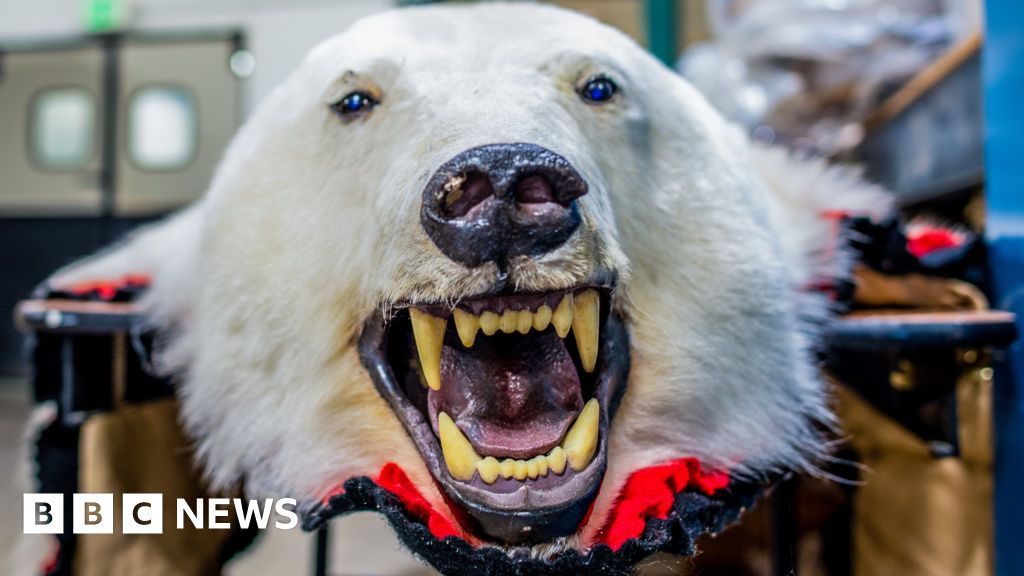 MPs back ban on importing animal hunting trophies