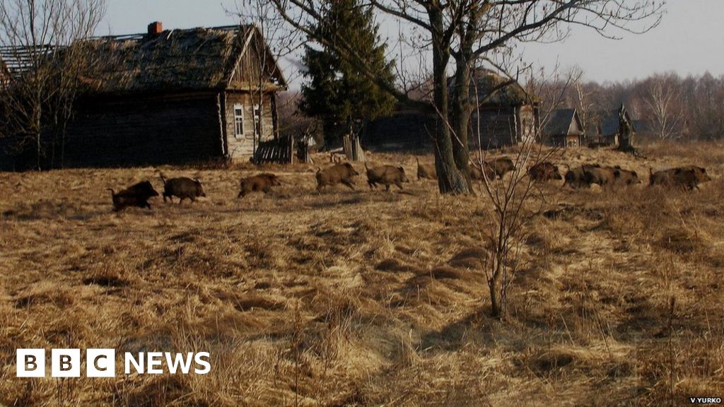 Wild Mammals Have Returned To Chernobyl Bbc News