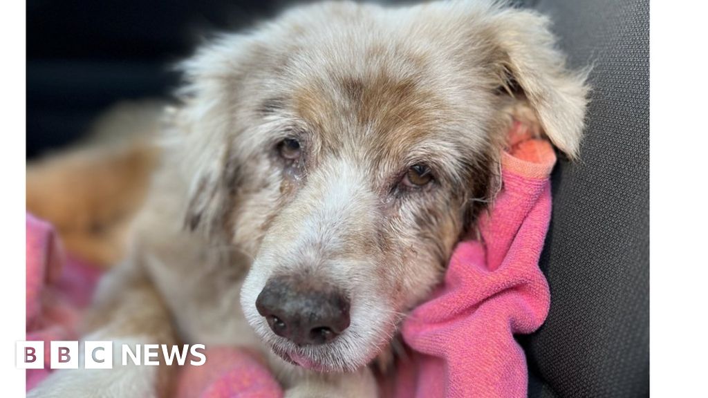 Lost dogs reunited with owners best sale