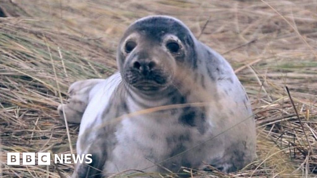 Grey seals can learn to sing like humans, says study - BBC News