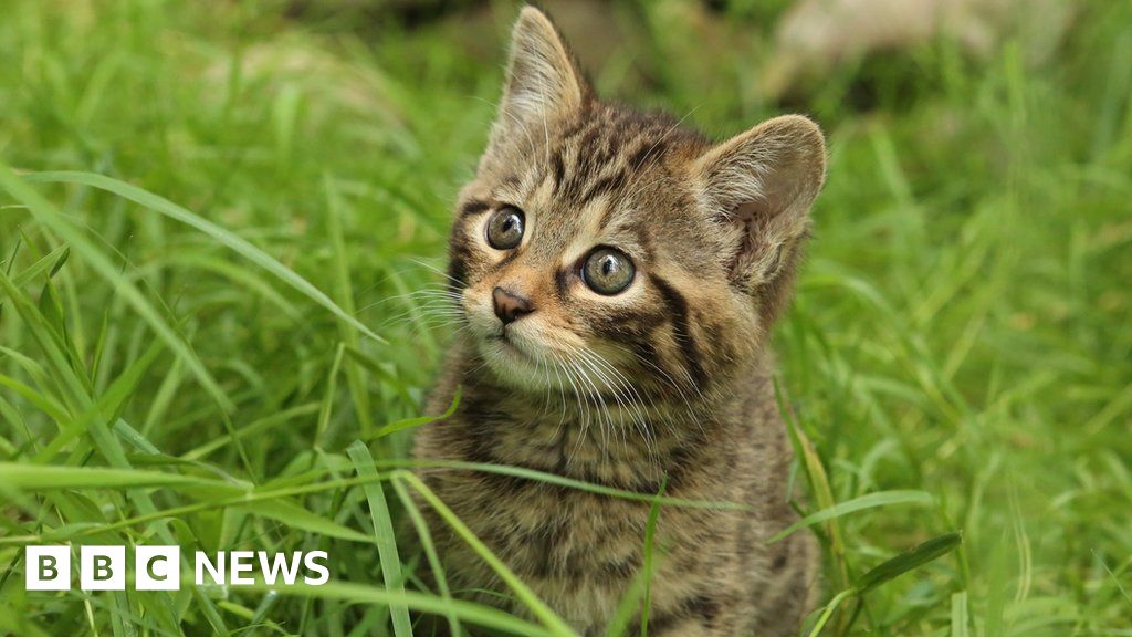 10 more wildcat kittens born at Highland park in adorable picture - Daily  Record