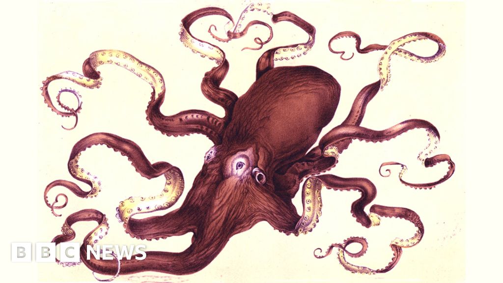 The octopus that ruled London BBC News