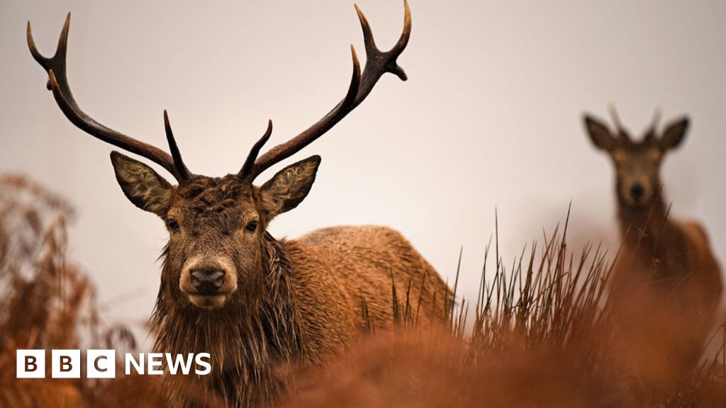 Crackdown on deer poaching in Highlands and Islands BBC News