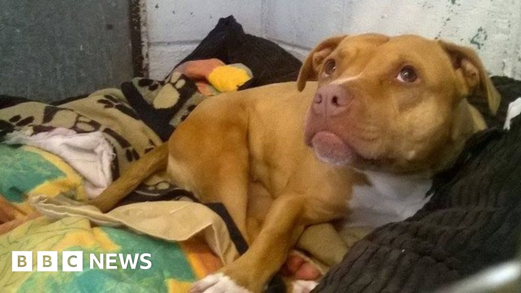 Stella the dog locked up by Devon police for two years without exercise