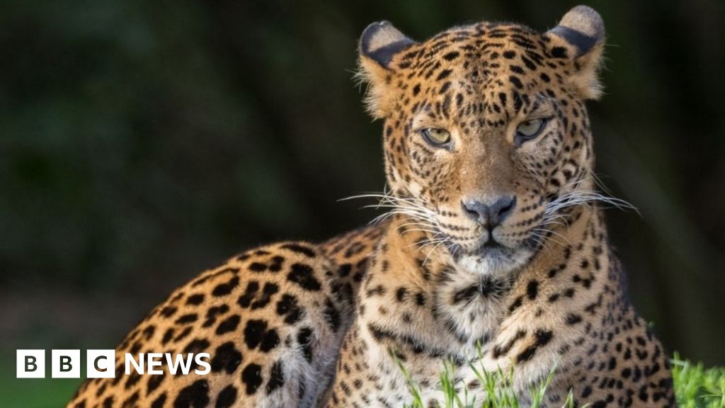 UK's last captive black leopard dies at Exmoor Zoo - BBC News