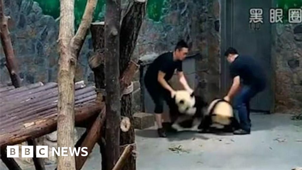 'Panda cruelty' video goes viral in China BBC News