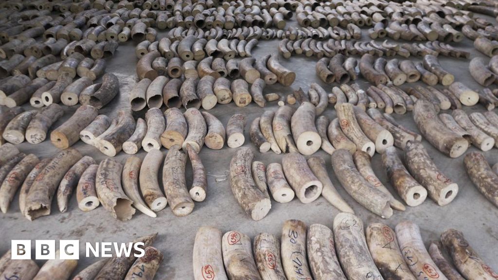 Singapore seizes elephant ivory and pangolin scales in record $48m haul
