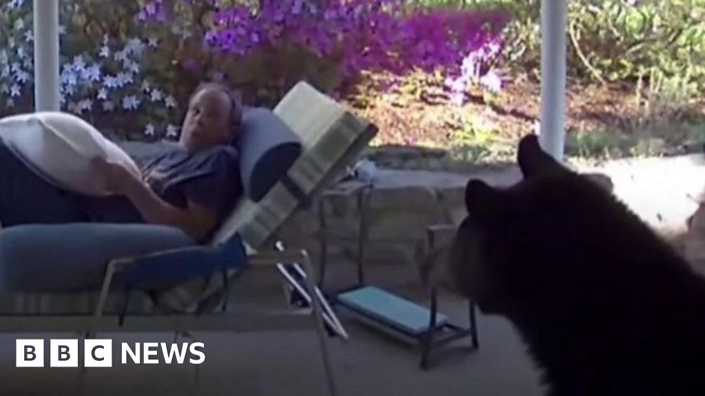 Black bear surprises man on sun lounger