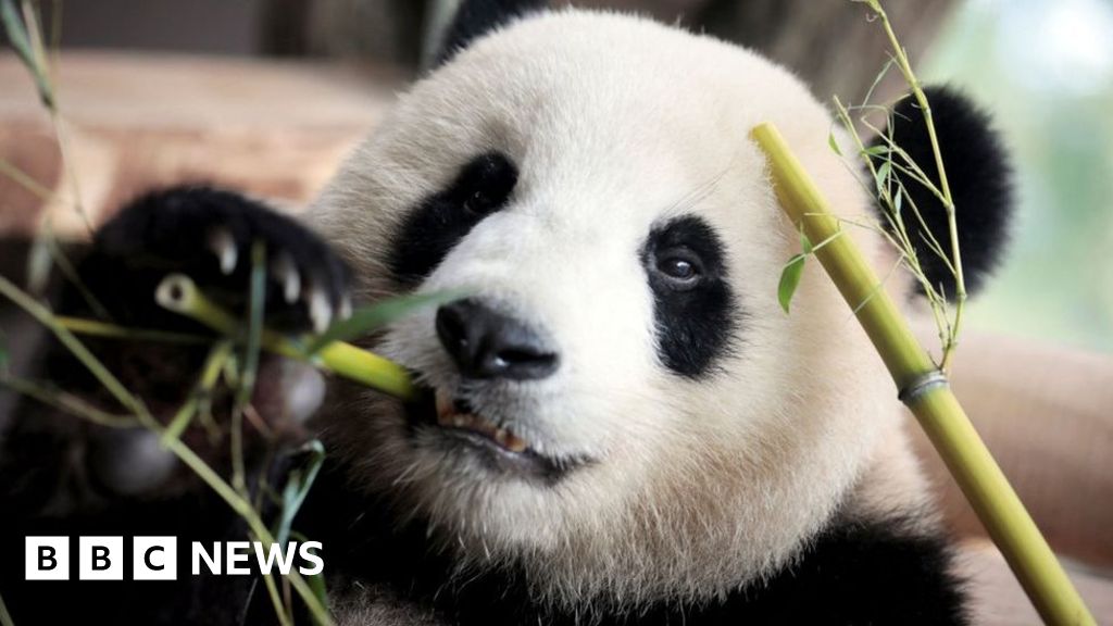 Chinese firm to recycle 'panda poo' into tissue paper