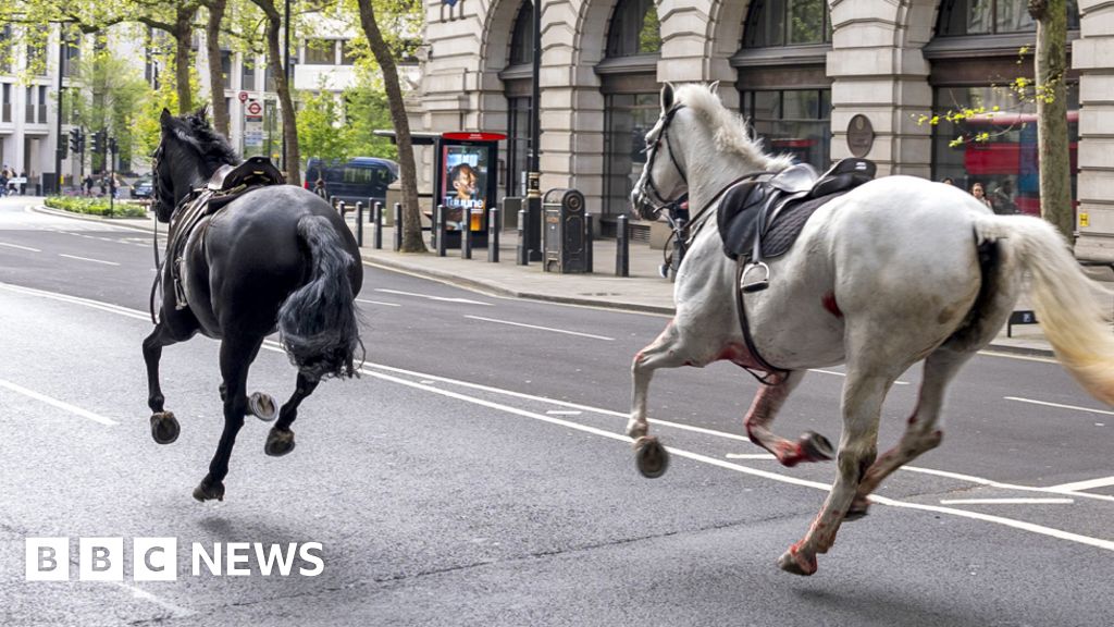 Quiz of the week: Which runaway horse will wish the King a happy ...