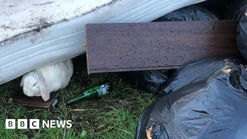 Rabbit dumped among flytipped rubbish in Southwell BBC News