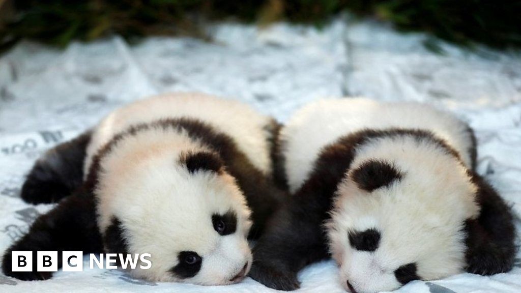 Pandas, snakes and skiing Santas