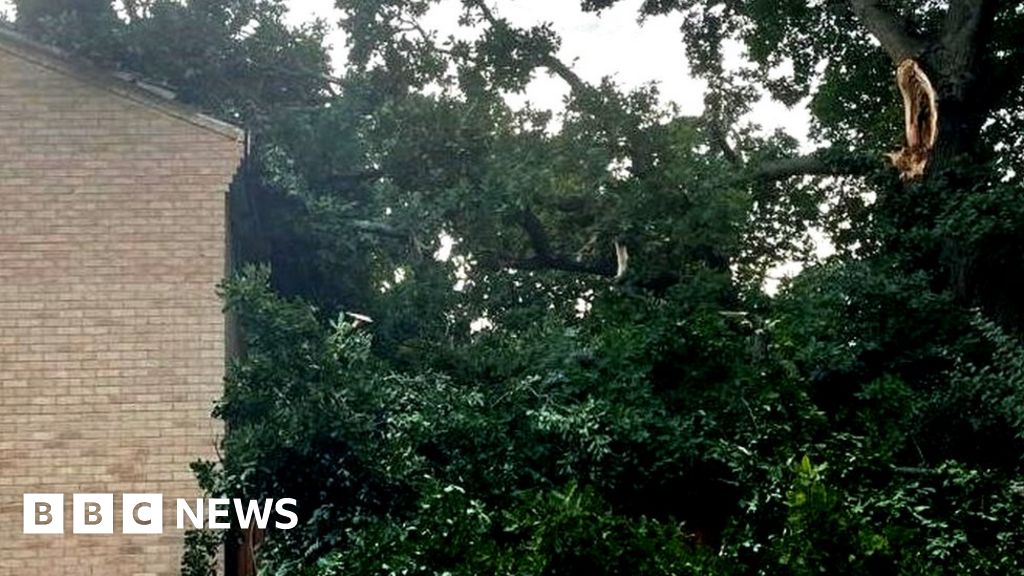 Tree that damaged Bracknell homes protected from removal BBC News