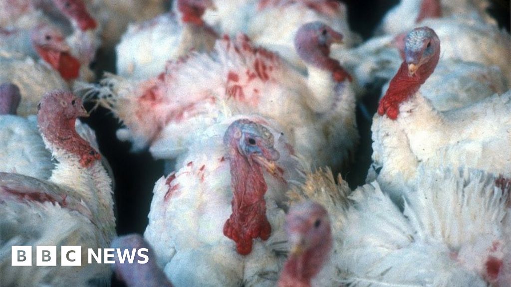 Turkey cull as bird flu found at second Norfolk farm
