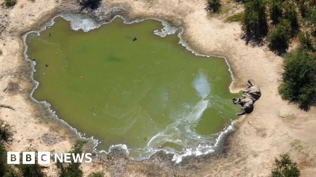 Hundreds of elephants found dead in Botswana