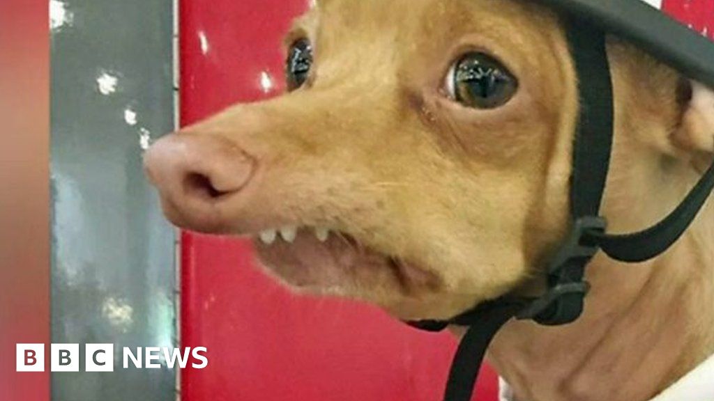 How Tuna the dog became an Instagram star BBC News